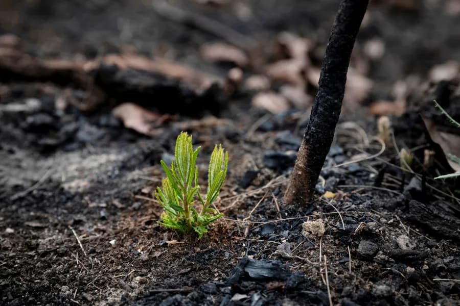 TEK, Conhecimento Tradicional em Ecologia